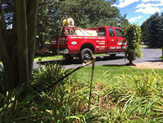 tree fertilizing at Doug's Tree and Lawn Care